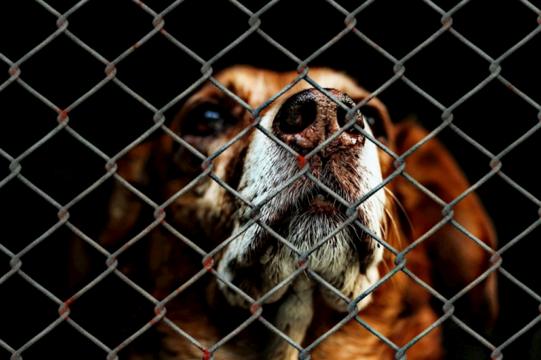 Mehr Geld für das Tierheim in Wetzlar