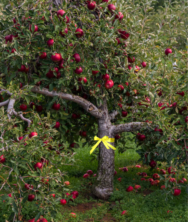Gelbes Band um Obstbäume 1
